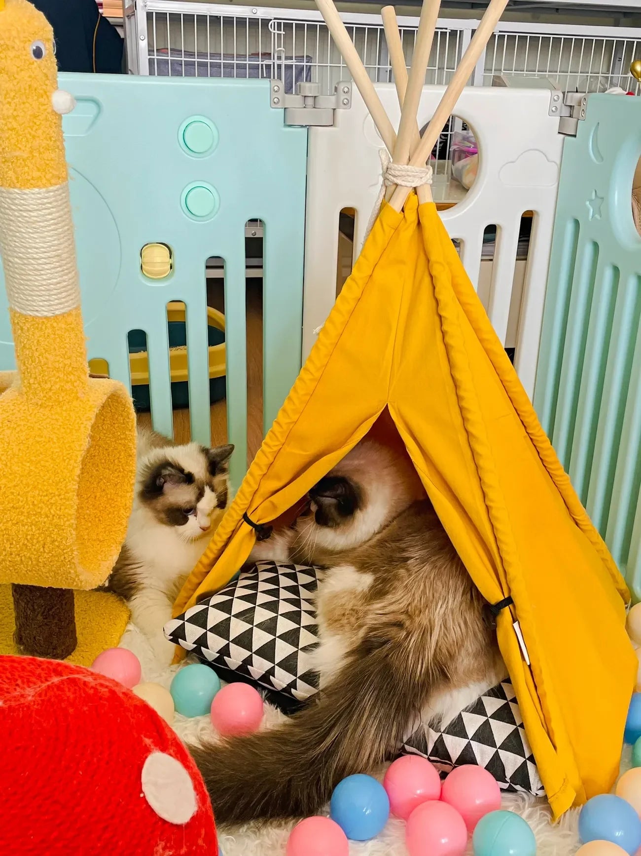 Pet Tent House Cat Dog Bed