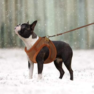 Winter Dog Harness and Leash Set Warm